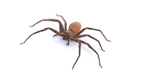 Spinnen gift gegen Spinnenspray Test